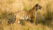 Inside Life: 7. Tigers