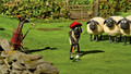 Shaun the Sheep - Series 2: 6. Who's the Caddy?