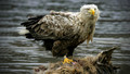 Natural World - 2009-2010: 6. Highland Haven