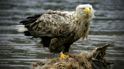 Natural World: 6. Highland Haven