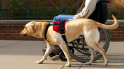 Archive on 4: A Dog's Life