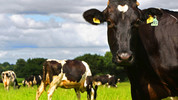 On Your Farm: Sun, 27 Dec 2009
