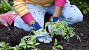 Green Wales: The Edible Schoolyard