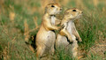 Little Prairie Dogs: 7. Birthday Surprises