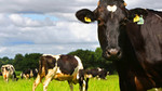 On Your Farm: 07/03/2010