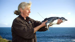 Penguin Island: Where Have All the Fish Gone?