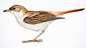 The Barley Bird
