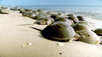 Survivors: Nature's Indestructible Creatures: The Great Dying