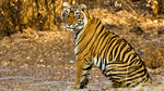 Natural World: 2011-2012: Tiger Dynasty