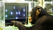 Super Smart Animals