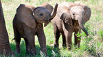 Planet Earth Live: Episode 6